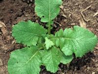 Moutarde oiseaux (Brassica rapa)_3