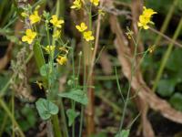 Moutarde oiseaux (Brassica rapa)_14
