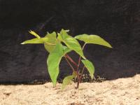 Liseron haies (Calystegia sepium)_7