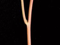 Liseron haies (Calystegia sepium)_11