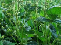 Soya - dicamba (4)_14