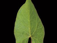 Liseron haies (Calystegia sepium)_12