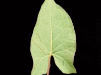 Liseron haies (Calystegia sepium)_13