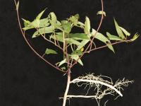 Liseron haies (Calystegia sepium)_15