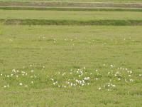 Liseron haies (Calystegia sepium)_16