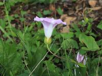 Liseron haies (Calystegia sepium)_24