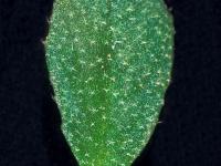 Bourse pasteur(Capsella bursa-pastoris)_8