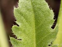 Bourse pasteur(Capsella bursa-pastoris)_16