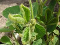 Soya - herbicides phytohormonaux (4)_2