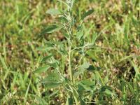 Chénopode blanc(Chenopodium album)_11