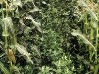 Chénopode blanc(Chenopodium album)_17