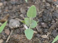 Chénopode blanc(Chenopodium album)_22