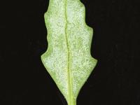Chénopode glauque(Oxybasis glauca)_9