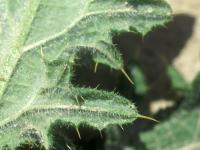 Chardon vulgaire(Cirsium vulgare)_9