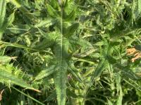 Chardon vulgaire(Cirsium vulgare)_14