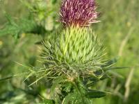Chardon vulgaire(Cirsium vulgare)_17