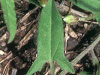 Liseron champs (Convolvulus arvensis)_2