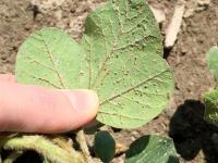 Soya - imazéthapyr (2)_5