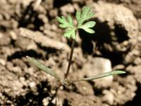 Carotte sauvage(Daucus carota)_1