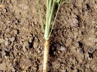 Carotte sauvage(Daucus carota)_7