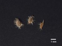 Carotte sauvage(Daucus carota)_10