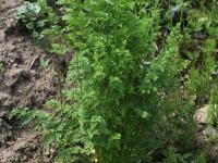 Carotte sauvage(Daucus carota)_14
