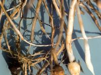 Souchet comestible(Cyperus esculentus)_4