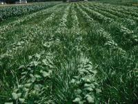 Souchet comestible(Cyperus esculentus)_22