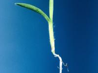Digitaire astringente(Digitaria ischaemum)_10