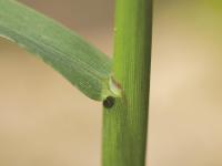 Digitaire astringente(Digitaria ischaemum)_12