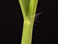 Digitaire astringente(Digitaria ischaemum)_25