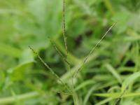 Digitaire astringente(Digitaria ischaemum)_27
