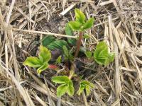 Fraise - glyphosate (9) - 11