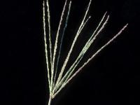 Digitaire sanguine(Digitaria sanguinalis)_11
