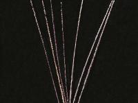 Digitaire sanguine(Digitaria sanguinalis)_12
