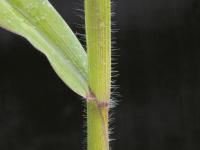 Digitaire sanguine(Digitaria sanguinalis)_13