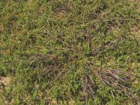 Digitaire sanguine(Digitaria sanguinalis)_14