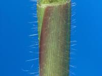 Digitaire sanguine(Digitaria sanguinalis)_18