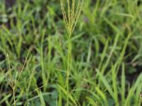 Digitaire sanguine(Digitaria sanguinalis)_25