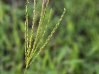 Digitaire sanguine(Digitaria sanguinalis)_26