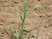Pied-de-coq(Echinochloa crus-galli)_2