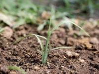 Pied-de-coq(Echinochloa crus-galli)_3