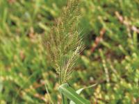 Pied-de-coq(Echinochloa crus-galli)_9