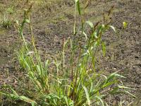 Pied-de-coq(Echinochloa crus-galli)_11