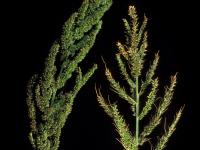 Pied-de-coq(Echinochloa crus-galli)_16