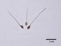 Pied-de-coq(Echinochloa crus-galli)_20