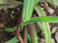 Pied-de-coq(Echinochloa crus-galli)_23