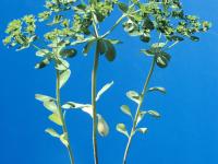 Euphorbe réveille-matin (Euphorbia helioscopia)_6