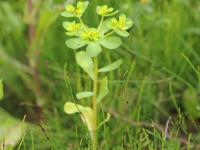 Euphorbe réveille-matin (Euphorbia helioscopia)_20