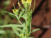 Vélar fausse-giroflée(Erysimum cheiranthoides)_19